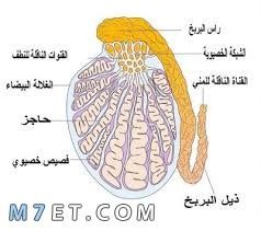 علاج دوالي الخصية