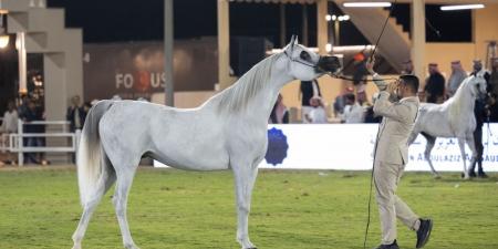 انطلاق مهرجان الأمير سلطان بن عبدالعزيز العالمي للجواد العربي - عرب فايف