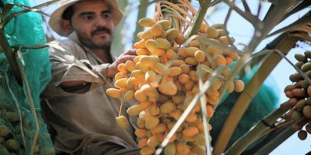 إعفاء العمالة الوافدة في القطاع الزراعي من الاشتراك بتأمين الشيخوخة والعجز الكلي - عرب فايف