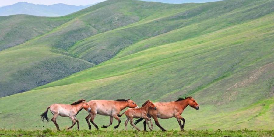 منغوليا تنجح  في إنقاذ خيولها البرية من الانقراض - عرب فايف