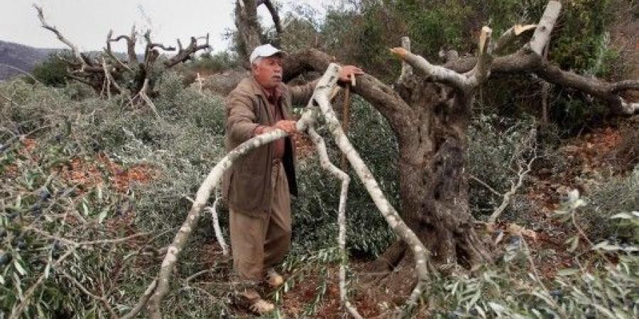 مستوطنون صهاينة يهاجمون أراضٍ زراعية في الأغوار ويقطعون أشجارًا - عرب فايف