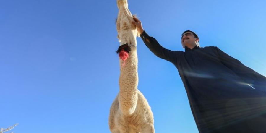 مشاركة 37 باحثًا في المؤتمر الدولي الـ5 عن الإبل في الثقافة العربية - عرب فايف