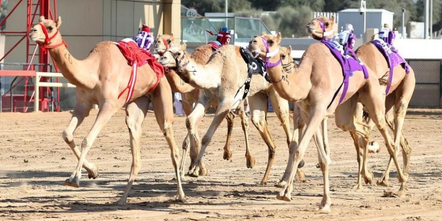 هجن العاصفة تتألق في تحديات الثنايا بمهرجان ولي عهد دبي - عرب فايف