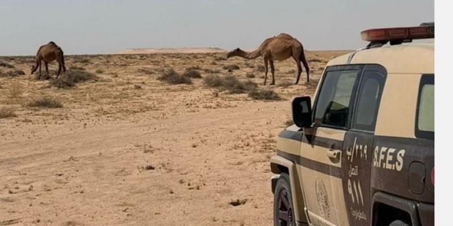 ضبط مواطن لارتكابه مخالفة الرعي في محمية الملك عبد العزيز - عرب فايف