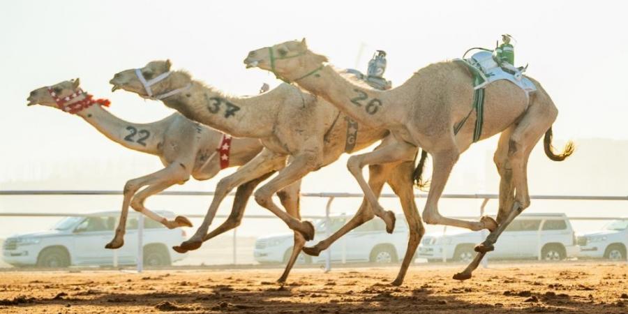 طويق.. أول مطية عمانية تتوَّج بكأس في مهرجان خادم الحرمين الشريفين للهجن - عرب فايف