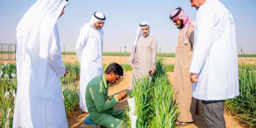 وفد حكومي يطلع على استراتيجية تحسين القمح بالشارقة - عرب فايف