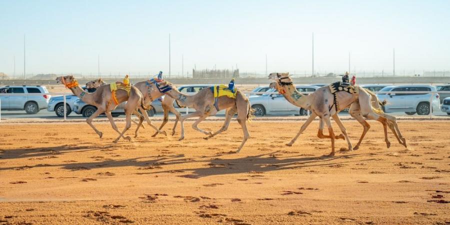 مهرجان خادم الحرمين الشريفين للهجن.. قرية تراثية و70 مليون ريال مجموع الجوائز - عرب فايف