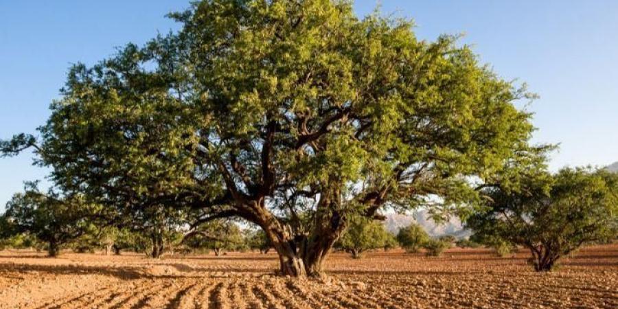 شجرة الأركان كنز طبيعي في المغرب - عرب فايف