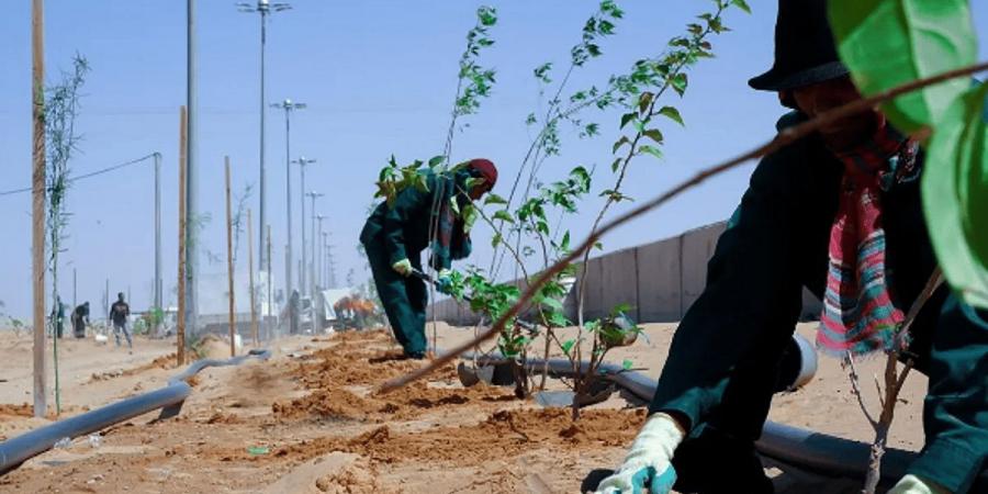 أمانة الطائف تنفذ 136 مبادرة تطوعية لتنمية الغطاء النباتي - عرب فايف