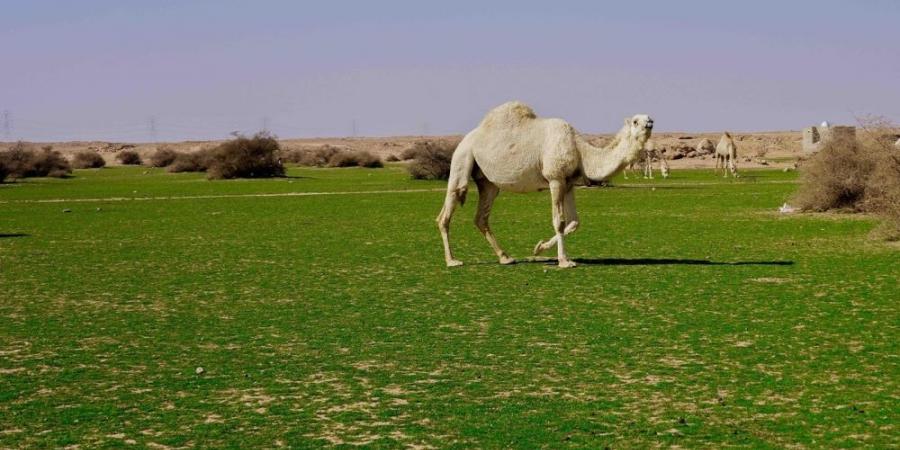 الإبل في فياض غرب رفحاء.. لوحة جمالية تجمع الطبيعة والتراث - عرب فايف