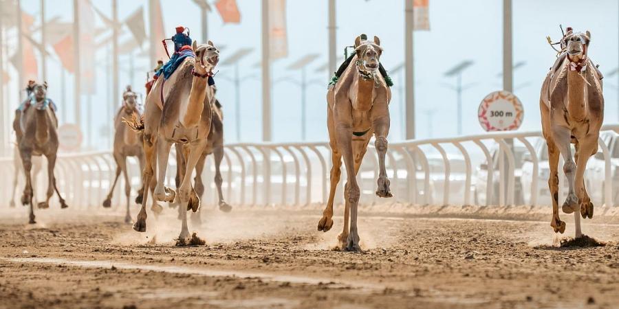 ارتفاع أعداد المشاركين في مهرجان خادم الحرمين الشريفين للهجن 2025 - عرب فايف