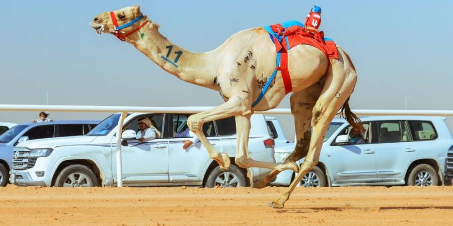 أكثر من 33 مليون مشاهد لمهرجان خادم الحرمين الشريفين  - عرب فايف