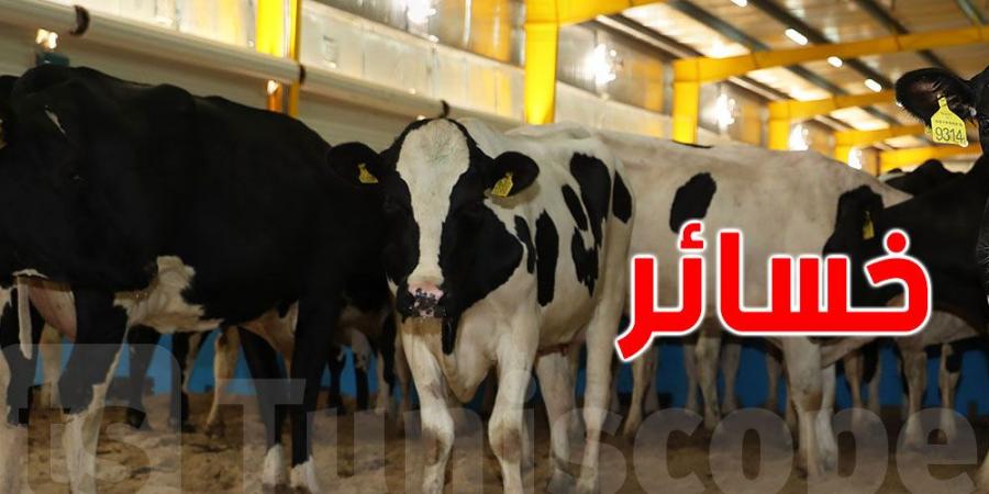 خسائر مربي الأبقار الحلوب بين 2020 و2023 بلغت هذا المبلغ - عرب فايف